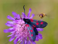 Zygaena lonicerae Vombs västra vattenverksdammar, Lund, Skåne, Sweden 20120713B 252