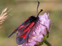 Zygaena minos Everöds motorcrossbana, Kristianstad, Skåne, Sweden 20140717_0263