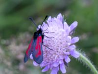 Zygaena minos Vackerslätt, Nybro, Småland, Sweden 20150704_0522