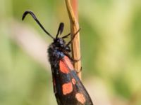 Zygaena viciae Everöds gamla banvall, Kristianstad, Skåne, Sweden 20130713-315