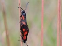 Zygaena viciae Everöds gamla banvall, Kristianstad, Skåne, Sweden 20140717_0356