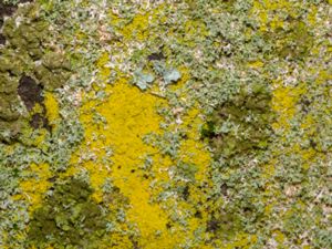 Chrysothrix candelaris - Mustard Powder Lichen - Gulmjöl