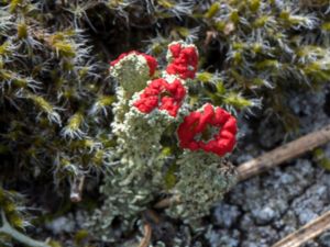 Cladonia bellidiflora - Blombägarlav