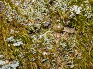 Cladonia coniocraea - Mjölig trattlav