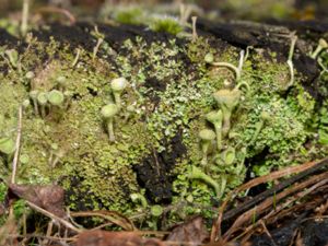 Cladonia fimbriata - Trumpet Cup Lichen - Naggbägarlav