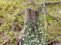 Cladonia fimbriata Krokatorpet, 350 m NV, Osby, Skåne, Sweden 20240702_0108