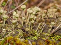 Cladonia fimbriata Lokstallarna, Malmö, Skåne, Sweden 20240322_0011