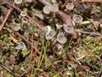 Cladonia fimbriata Lokstallarna, Malmö, Skåne, Sweden 20240327_0011