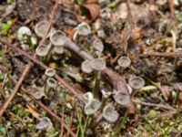 Cladonia fimbriata Lokstallarna, Malmö, Skåne, Sweden 20240327_0012