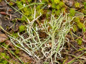 Cladonia furcata - Thorn Cladonia - Rislav