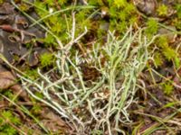 Cladonia furcata Lokstallarna, Malmö, Skåne, Sweden 20240203_0074