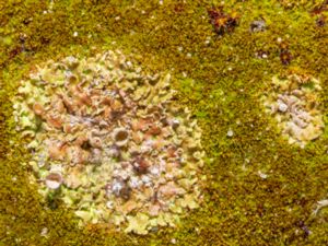 Cladonia pocillum - Rosette Pixie-cup Lichen - Kalkbägarlav