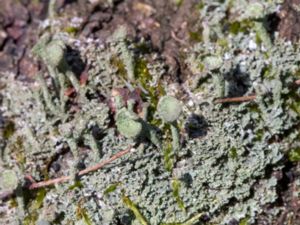 Cladonia pyxidata - Trattlav