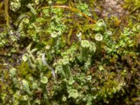 Cladonia pyxidata Bulltoftaparken, Malmö, Skåne, Sweden 20240226_0031