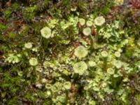 Cladonia pyxidata Bulltoftaparken, Malmö, Skåne, Sweden 20240226_0033