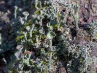 Cladonia pyxidata Käglingre rekreationsområde, Malmö, Skåne, Sweden 20230403_0012