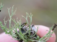 Cladonia scabriuscula Valenciagatan, Malmö, Skåne, Sweden 20241028_0037