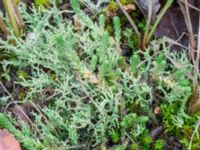 Cladonia scabriuscula Valenciagatan, Malmö, Skåne, Sweden 20241028_0039