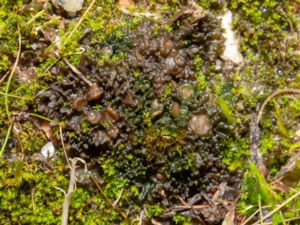 Enchylium tenax - Jelly Lichen - Seg gelélav