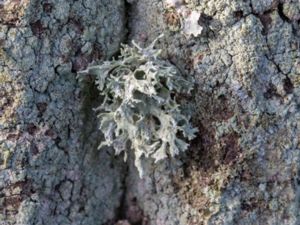 Evernia prunastri - Slånlav