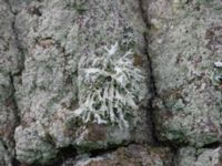 Evernia prunastri A-skogen, Almåsa, Malmö, Skåne, Sweden 20230827_0052