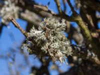 Evernia prunastri Bäckdala, Stenshuvud, Simrishamn, Skåne, Sweden 20140312_0108