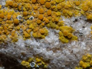 Lecanora albescens - Vit kantlav