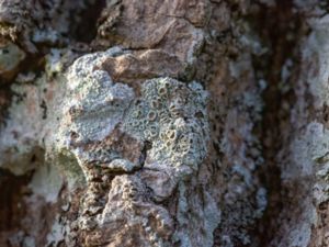 Lecanora allophana - Veckkantlav