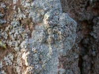 Lecanora allophana Tygelsjö kyrka, Malmö, Skåne, Sweden 20230211_0151