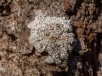 Lecanora allophana Tygelsjö kyrka, Malmö, Skåne, Sweden 20230211_0260