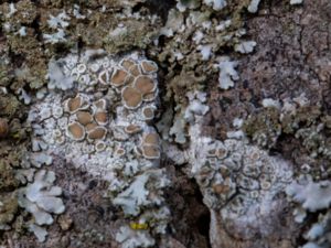 Lecanora argentata - Brun kantlav