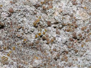 Lecanora campestris