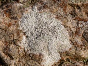 Lecanora carpinea - Al-lav