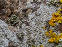 Lecanora carpinea Äppelstigen, Käglinge, Malmö, Skåne, Sweden 20240225_0018