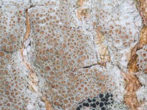 Lecanora chlarotera - Lövträdskantlav