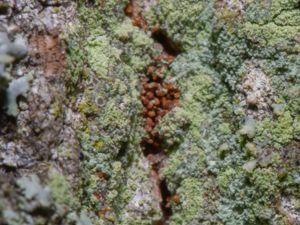 Lecanora conizaeoides - Stadskantlav