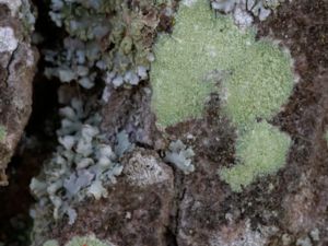 Lecanora expallens - Mjölkantlav