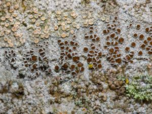 Lecanora glabrata - Smooth Rim Lichen - Bokkantlav