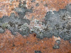 Lecanora helicopsis - Saltkantlav