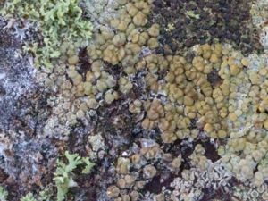 Lecanora polytropa - Blekgul kantlav