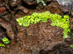 Lichenes - Unidentified Lichen - Obestämda lavar