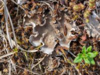 Peltigera canina Sandheden, Klagshamns udde, Malmö, Skåne, Sweden 20240531_0009