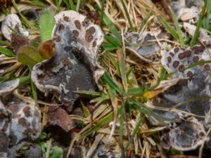 Peltigera didactyla - Styverlav