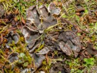 Peltigera didactyla Lokstallarna, Malmö, Skåne, Sweden 20240327_0006