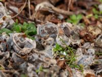 Peltigera didactyla Lokstallarna, Malmö, Skåne, Sweden 20240327_0009