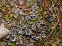 Peltigera didactyla Lokstallarna, Malmö, Skåne, Sweden 20240327_0015