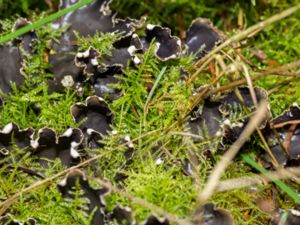 Peltigera hymenina - Sydlig filtlav