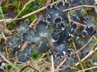 Peltigera hymenina Ädelgransplanteringen, Toarp, Malmö, Skåne, Sweden 20231113_0051