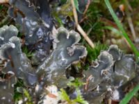 Peltigera hymenina Ädelgransplanteringen, Toarp, Malmö, Skåne, Sweden 20231113_0054