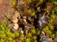 Peltigera hymenina Lokstallarna, Malmö, Skåne, Sweden 20240322_0010